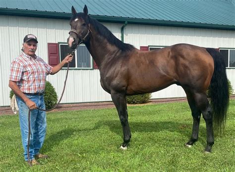 richard miller yellow springs horse|rich miller cattle breeder.